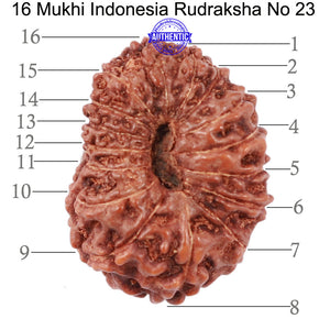 16 Mukhi Rudraksha from Indonesia - Bead No. 23