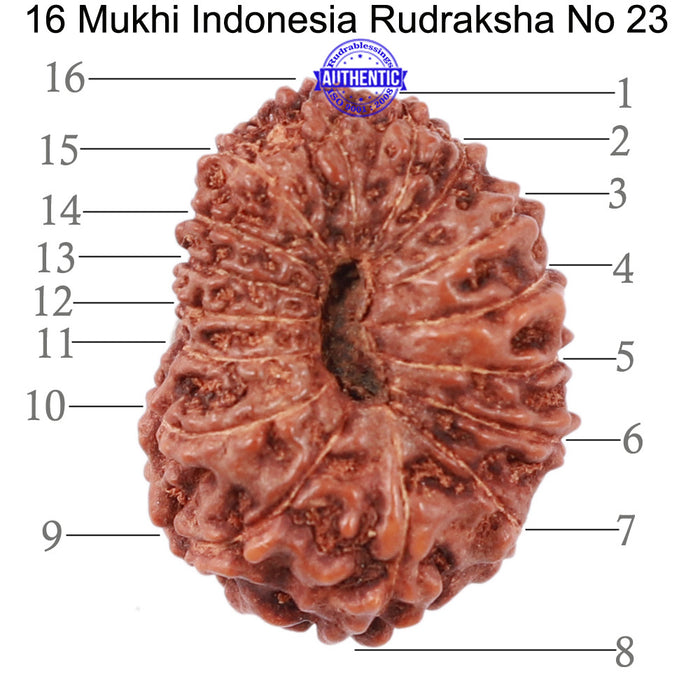 16 Mukhi Rudraksha from Indonesia - Bead No. 23