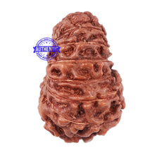 Load image into Gallery viewer, 16 Mukhi Rudraksha from Indonesia - Bead No. 23
