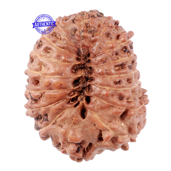 16 Mukhi Rudraksha from Indonesia - Bead No. 35