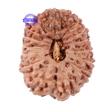 Load image into Gallery viewer, 16 Mukhi Rudraksha from Indonesia - Bead No. 35
