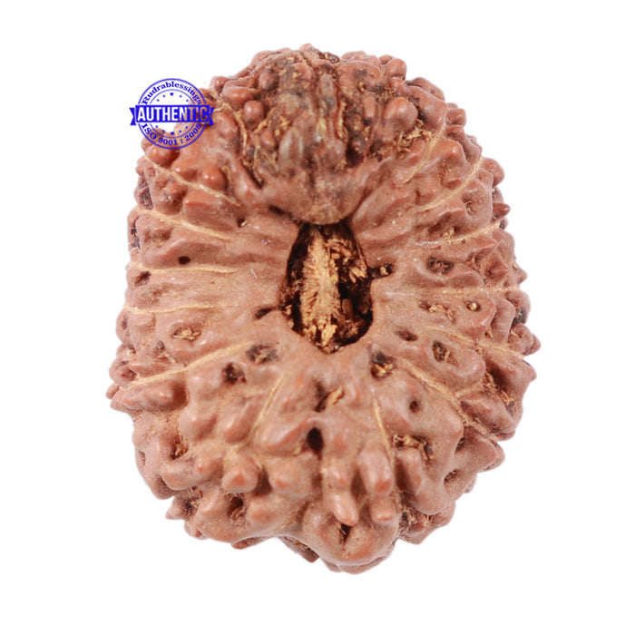 16 Mukhi Rudraksha from Indonesia - Bead No. 35