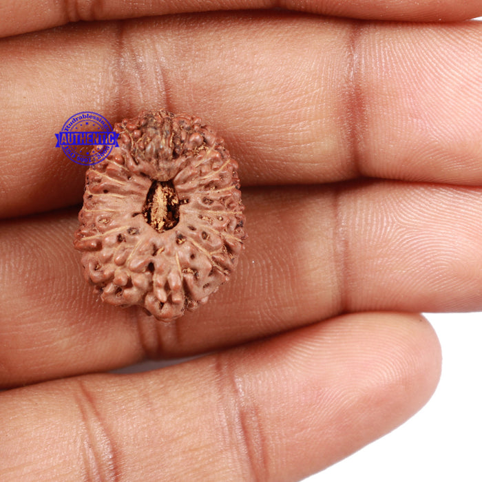16 Mukhi Rudraksha from Indonesia - Bead No. 35