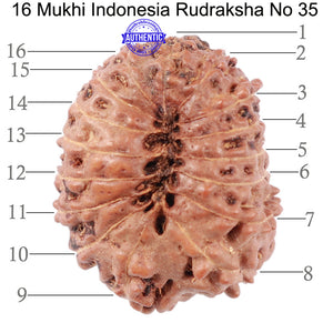 16 Mukhi Rudraksha from Indonesia - Bead No. 35