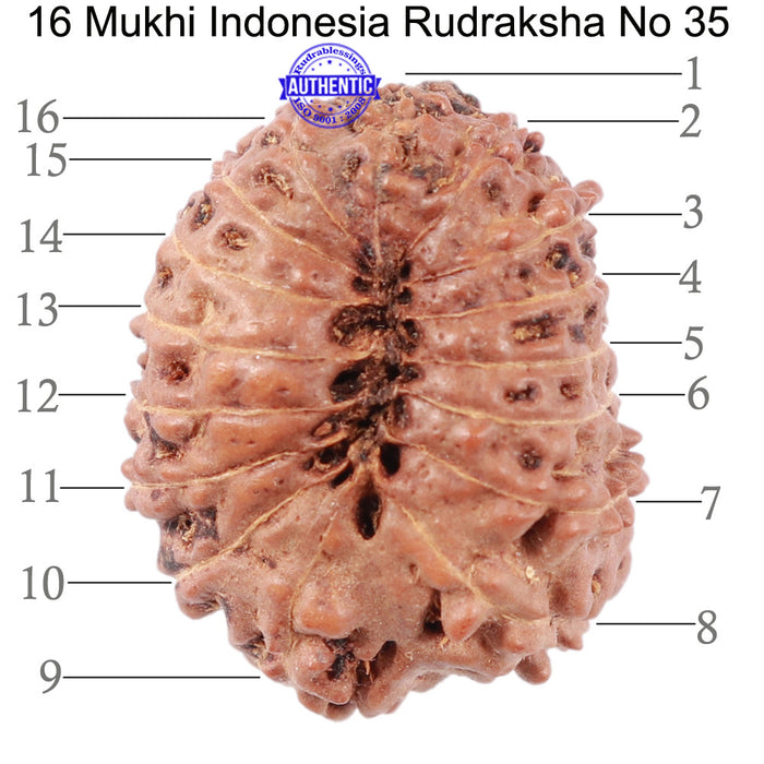 16 Mukhi Rudraksha from Indonesia - Bead No. 35