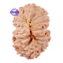 Load image into Gallery viewer, 16 Mukhi Rudraksha from Indonesia - Bead No. 46
