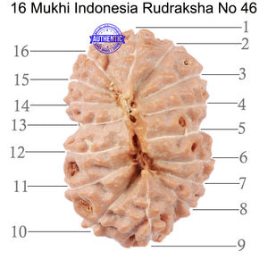 16 Mukhi Rudraksha from Indonesia - Bead No. 46