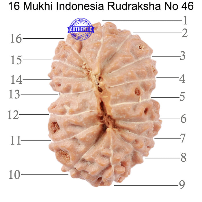 16 Mukhi Rudraksha from Indonesia - Bead No. 46