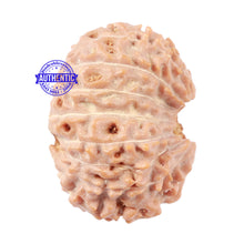 Load image into Gallery viewer, 16 Mukhi Rudraksha from Indonesia - Bead No. 46
