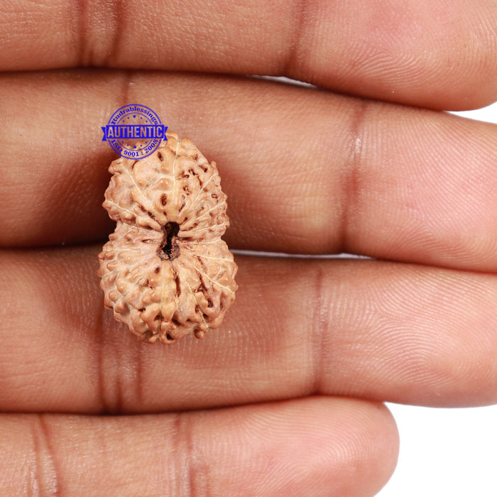 16 Mukhi Rudraksha from Indonesia - Bead No. 56