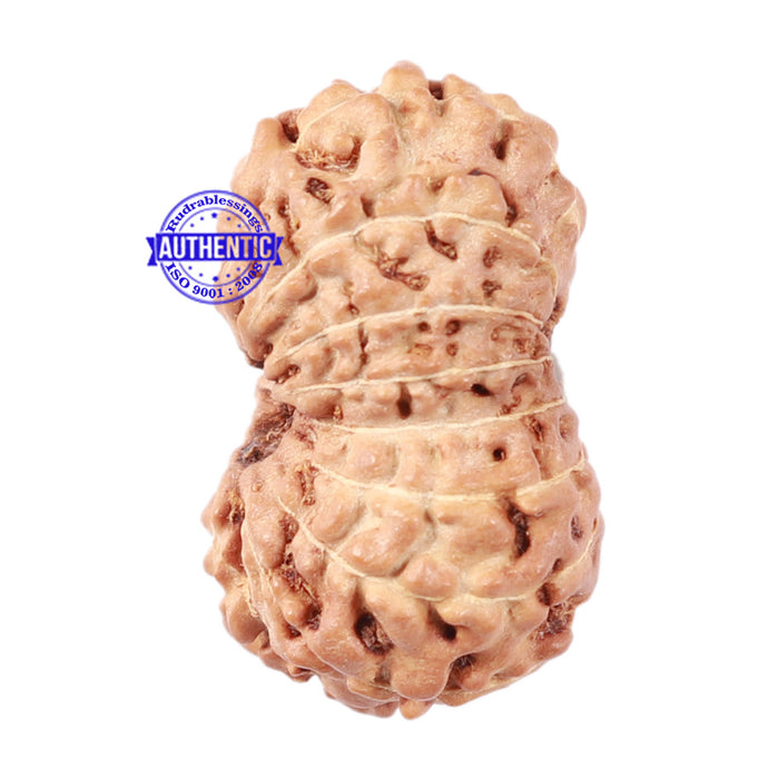 16 Mukhi Rudraksha from Indonesia - Bead No. 56