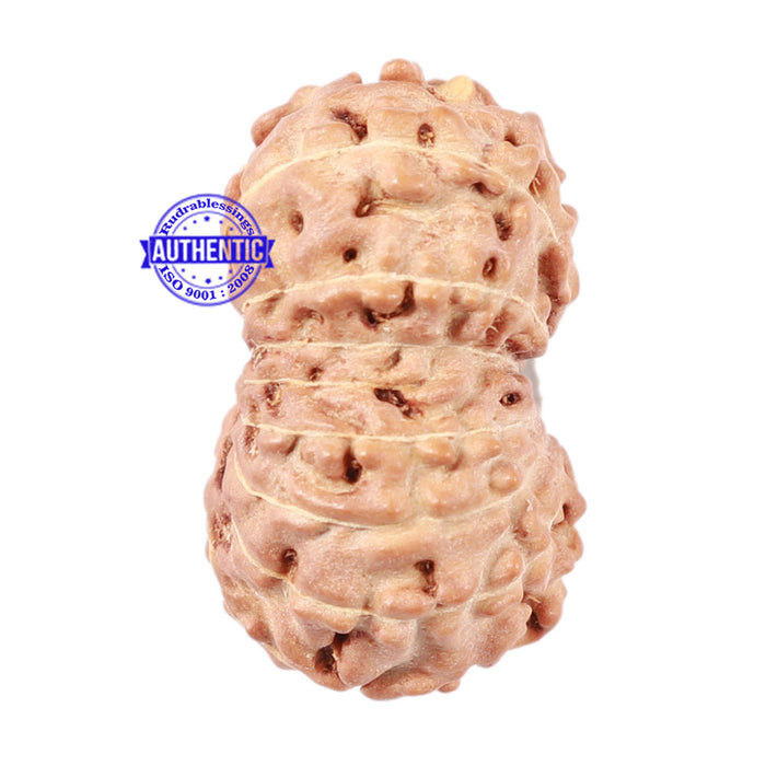 16 Mukhi Rudraksha from Indonesia - Bead No. 56