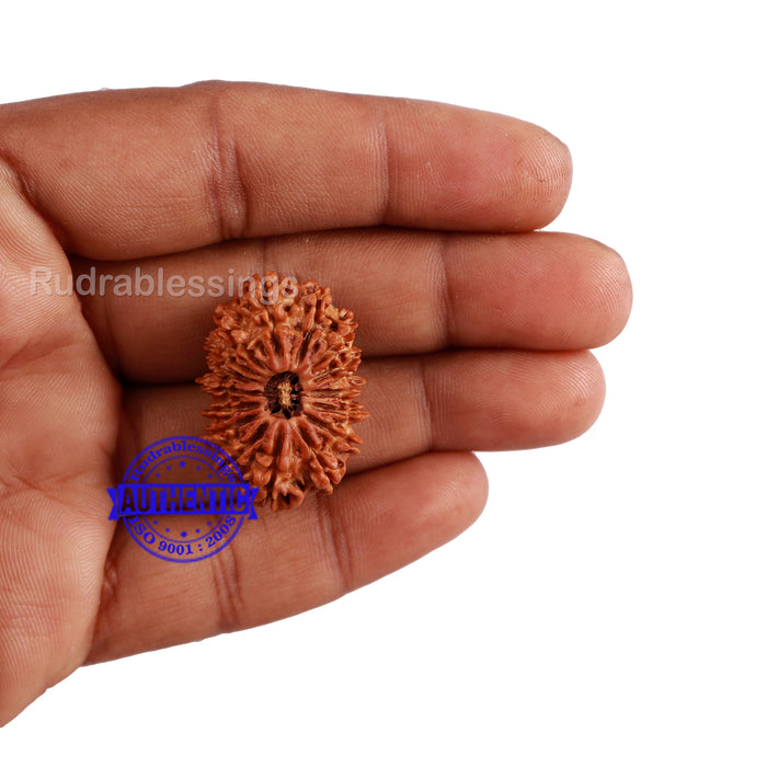16 Mukhi Rudraksha from Nepal - Bead No. 63