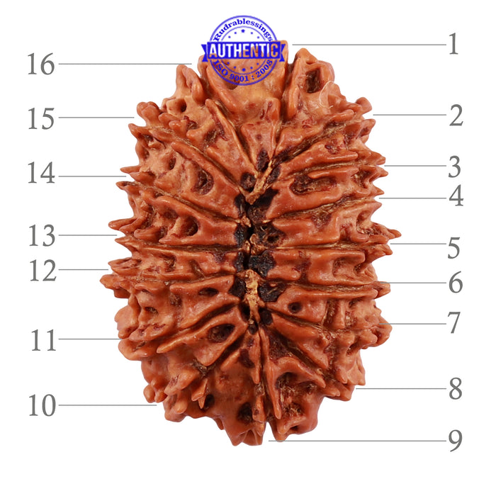 16 Mukhi Rudraksha from Nepal - Bead No. 63