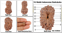Load image into Gallery viewer, 16 Mukhi Rudraksha from Indonesia - Bead No. 110
