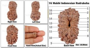 16 Mukhi Rudraksha from Indonesia - Bead No. 110