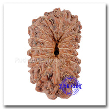 Load image into Gallery viewer, 16 Mukhi Rudraksha from Indonesia - Bead No. 110
