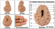 Load image into Gallery viewer, 16 Mukhi Rudraksha from Indonesia - Bead No. 115
