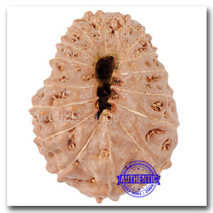 16 Mukhi Rudraksha from Indonesia - Bead No. 115