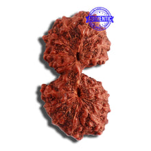 Load image into Gallery viewer, 16 Mukhi Gaurishankar Rudraksha from Indonesia - Bead No. 238
