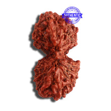 Load image into Gallery viewer, 16 Mukhi Gaurishankar Rudraksha from Indonesia - Bead No. 238
