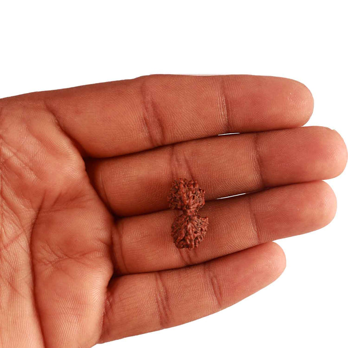 16 Mukhi Gaurishankar Rudraksha from Indonesia - Bead No. 238