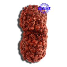 Load image into Gallery viewer, 16 Mukhi Gaurishankar Rudraksha from Indonesia - Bead No. 238
