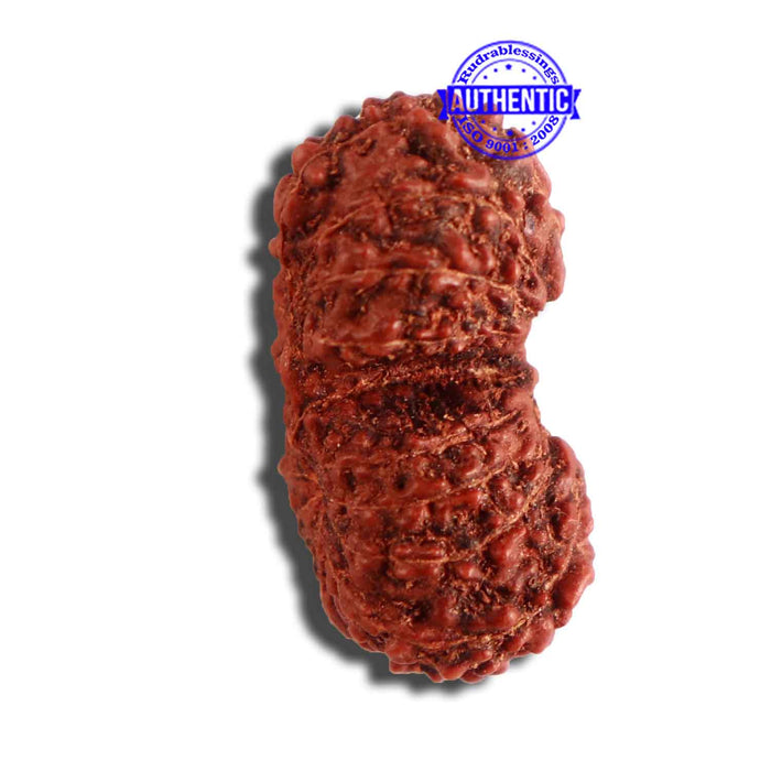 16 Mukhi Gaurishankar Rudraksha from Indonesia - Bead No. 238