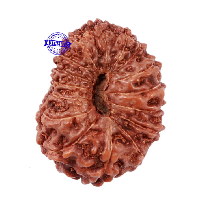 16 Mukhi Rudraksha from Indonesia - Bead No. 23