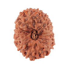 Load image into Gallery viewer, 16 Mukhi Rudraksha from Indonesia - Bead No. 135

