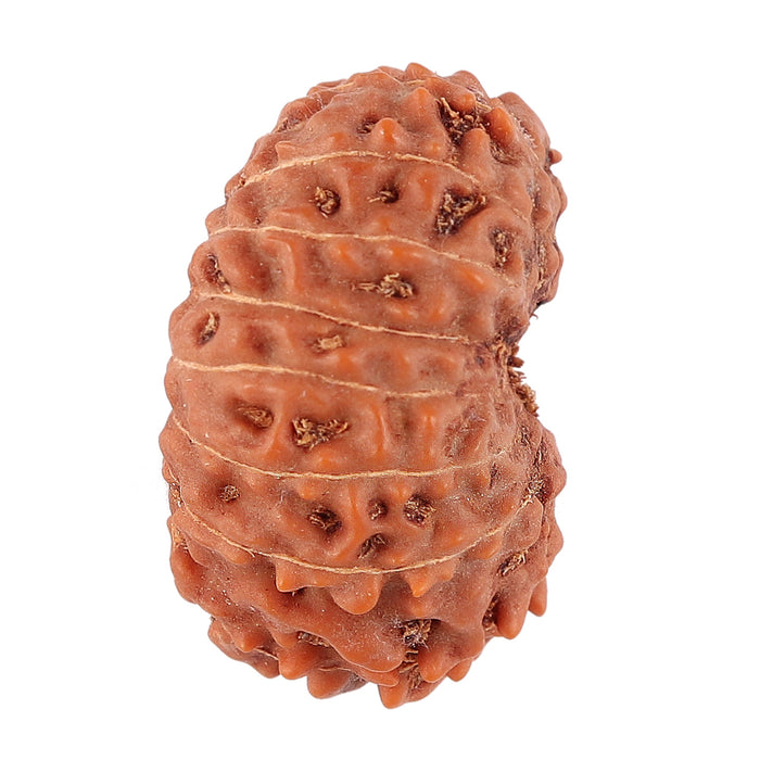 16 Mukhi Rudraksha from Indonesia - Bead No. 135