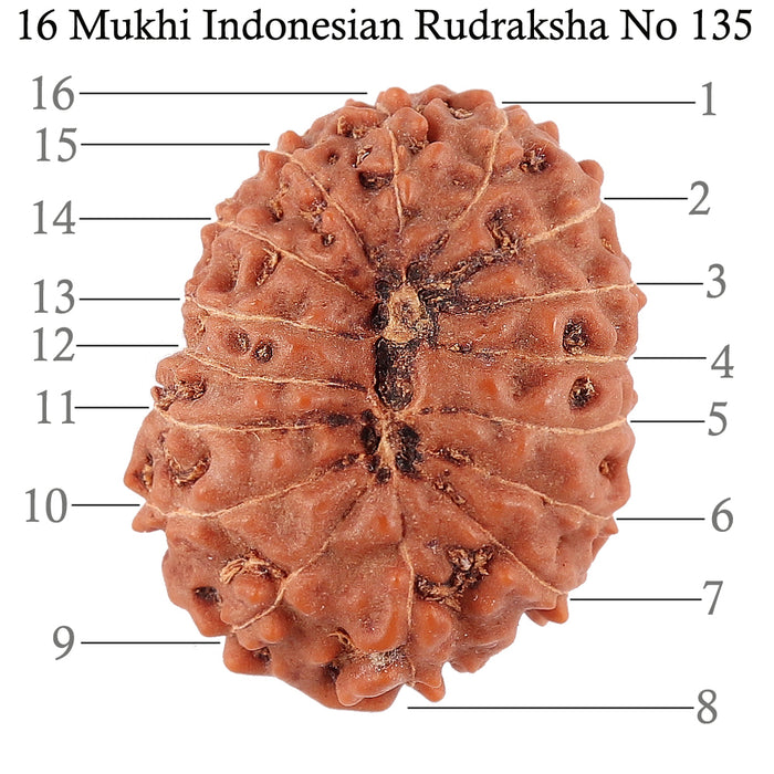 16 Mukhi Rudraksha from Indonesia - Bead No. 135