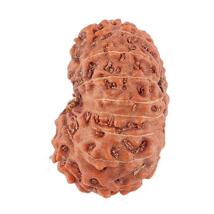 16 Mukhi Rudraksha from Indonesia - Bead No. 135