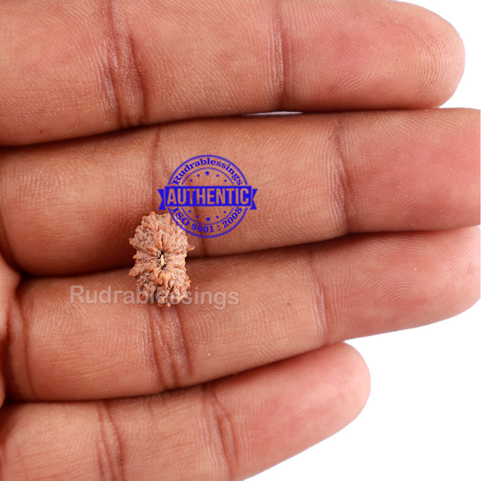16 Mukhi Rudraksha from Indonesia - Bead No. 207