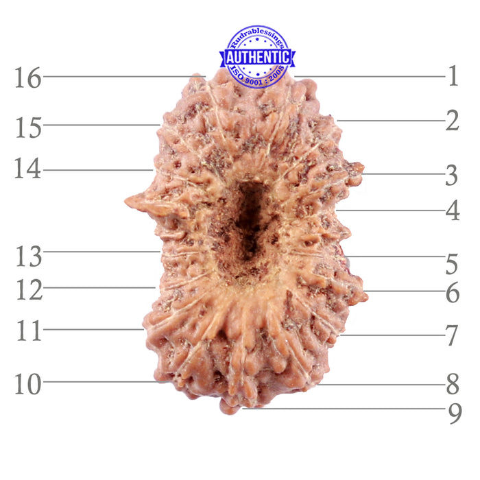 16 Mukhi Rudraksha from Indonesia - Bead No. 207