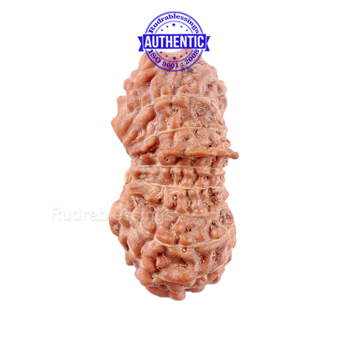 16 Mukhi Rudraksha from Indonesia - Bead No. 207