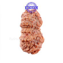 Load image into Gallery viewer, 16 Mukhi Rudraksha from Indonesia - Bead No. 207
