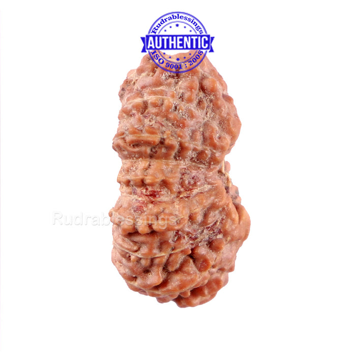 16 Mukhi Rudraksha from Indonesia - Bead No. 207