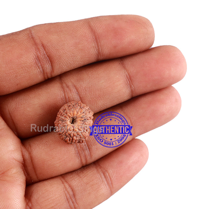 16 Mukhi Rudraksha from Indonesia - Bead No. 3