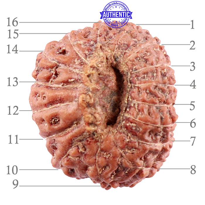 16 Mukhi Rudraksha from Indonesia - Bead No. 3