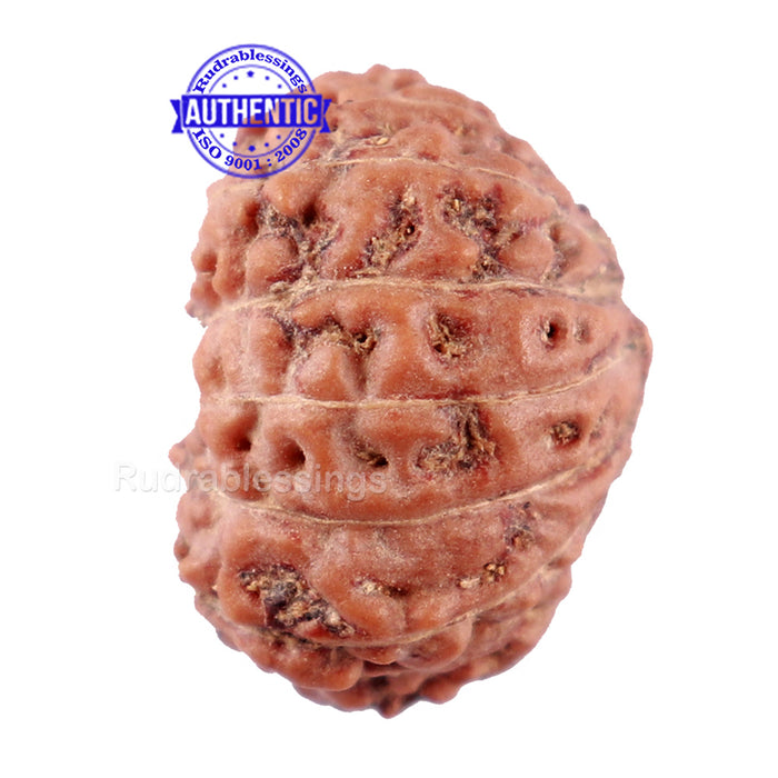 16 Mukhi Rudraksha from Indonesia - Bead No. 3