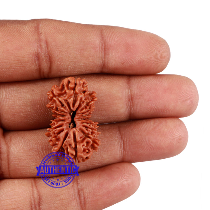 16 Mukhi Rudraksha from Nepal - Bead No. 47