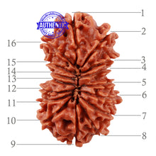 Load image into Gallery viewer, 16 Mukhi Rudraksha from Nepal - Bead No. 47
