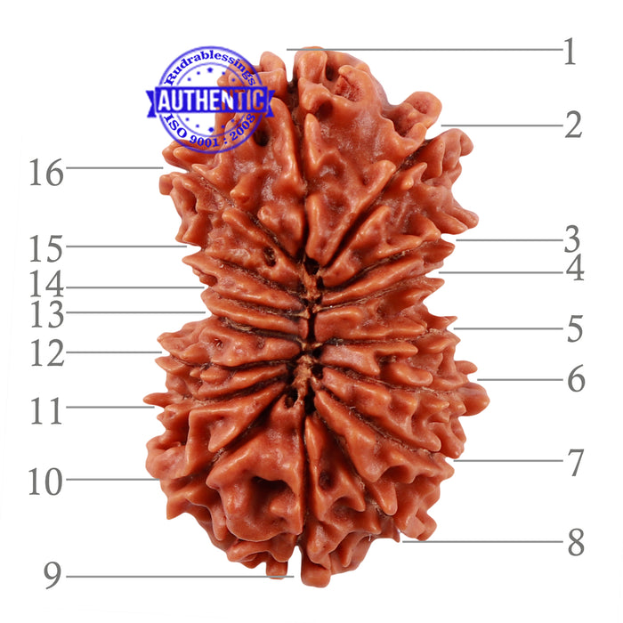 16 Mukhi Rudraksha from Nepal - Bead No. 47