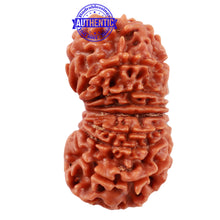 Load image into Gallery viewer, 16 Mukhi Rudraksha from Nepal - Bead No. 47
