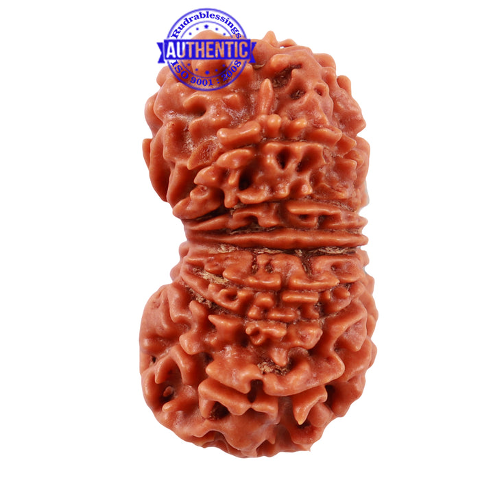 16 Mukhi Rudraksha from Nepal - Bead No. 47