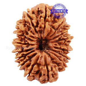 16 Mukhi Rudraksha from Nepal - Bead No. 49