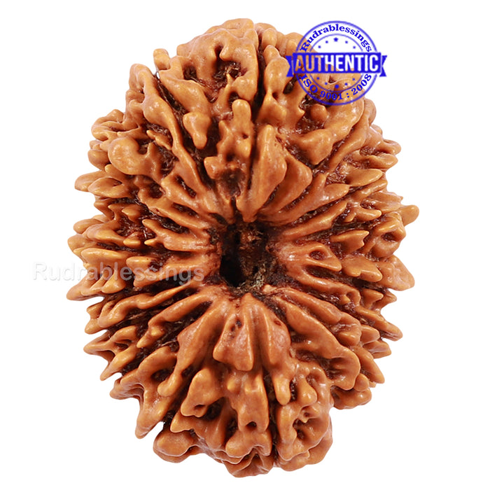 16 Mukhi Rudraksha from Nepal - Bead No. 49