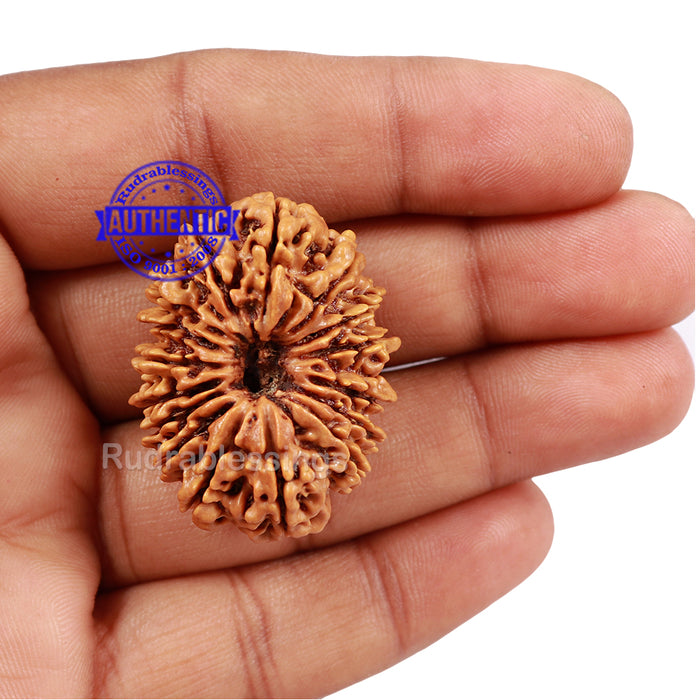 16 Mukhi Rudraksha from Nepal - Bead No. 49