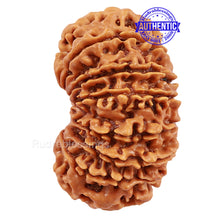 Load image into Gallery viewer, 16 Mukhi Rudraksha from Nepal - Bead No. 49
